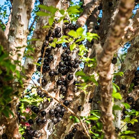 Sitio Araxa - 82 Anos De Historia - Suite Confortavel Em Meio A Floresta Paty do Alferes Ngoại thất bức ảnh