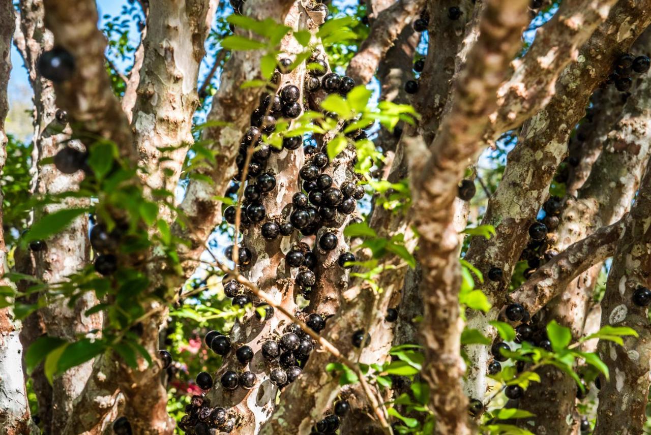 Sitio Araxa - 82 Anos De Historia - Suite Confortavel Em Meio A Floresta Paty do Alferes Ngoại thất bức ảnh